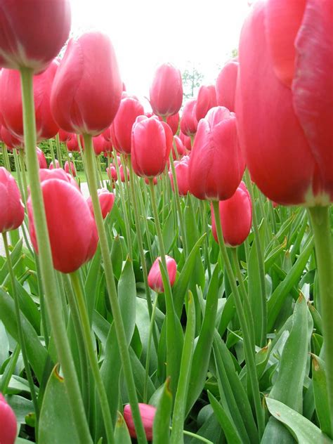 Saturday, July 23rd, 2022: TIPTOE THROUGH THE TULIPS Zoom ... A circlet of sculptured and delicately shaded tulips centred with bezelled crystal pears, for your ...